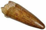 Cretaceous Fossil Crocodylomorph Tooth - Morocco #299190-1